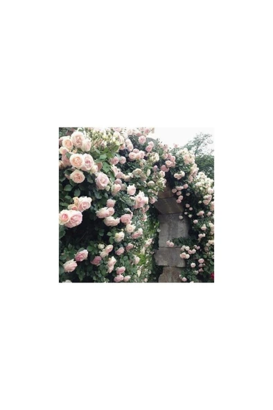 Pembe Beyaz Sarmaşık Gül Fidanı 5 Adet 10-20 cm - Resim 2