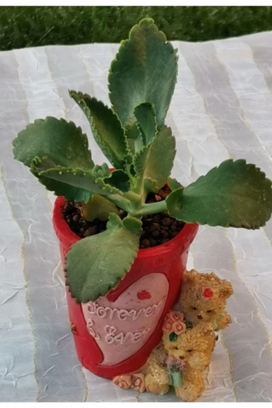 Kırmızı Ayılı Saksıda Aşkın Gözyaşı Fidanı 10-20 cm ürün görseli