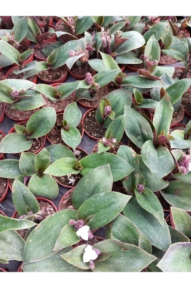 Mor Telgraf Çiçeği Fidanı 10-20 cm - Resim 2