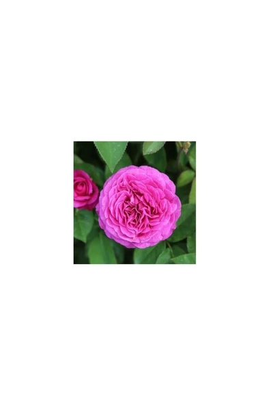 2 Adet Sarmaşık Gül Fidanı Isparta Gülü Fidanı 10-20 cm - Resim 2