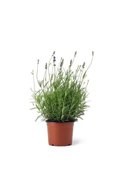 Pearl Purple Lavender Seedlings 2 Pieces 10-20 cm ürün görseli