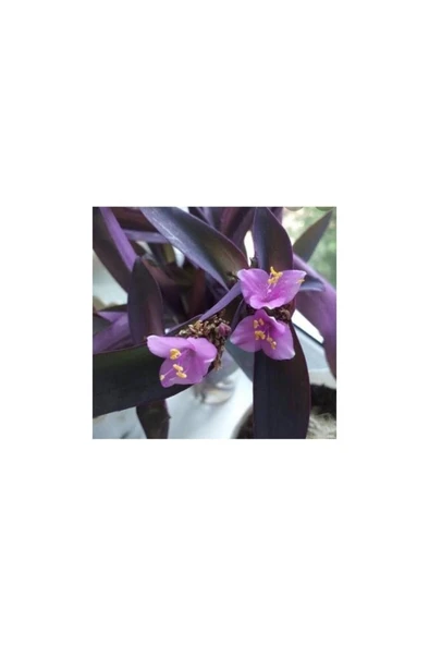 Telgraf Kara Sevda Çiçeği Tradescantia 10-20 cm Mor ürün görseli