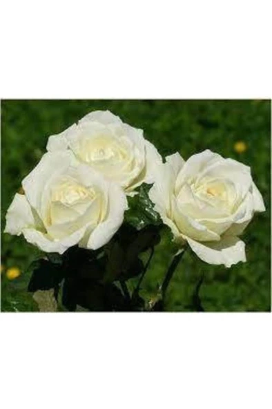 Bembeyaz Saksılı Beyaz Gül Fidanı 10-20 Cm ürün görseli