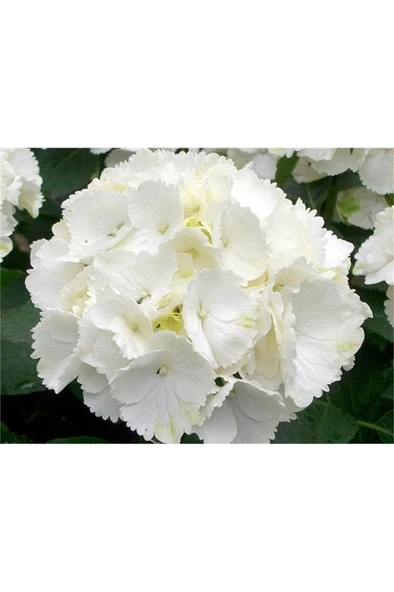 Beyaz Ortanca Çiçeği Fidanı 10-20 Cm - Resim 4