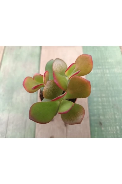 Crassula Ovata Hummels Sunset Para Ağacı 10-20 cm - Resim 3