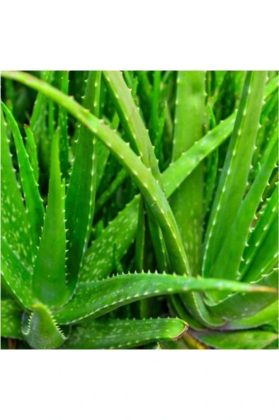 Sarısabır Aloe Vera (ALOVERA) Fidanı 10-20 Cm ürün görseli