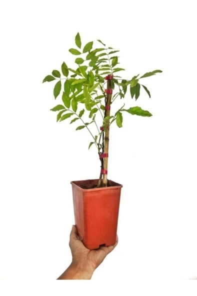 Mor Salkım Çiçeği Sarmaşık ( Wisteria Sinensis) 10-20 cm - Resim 3