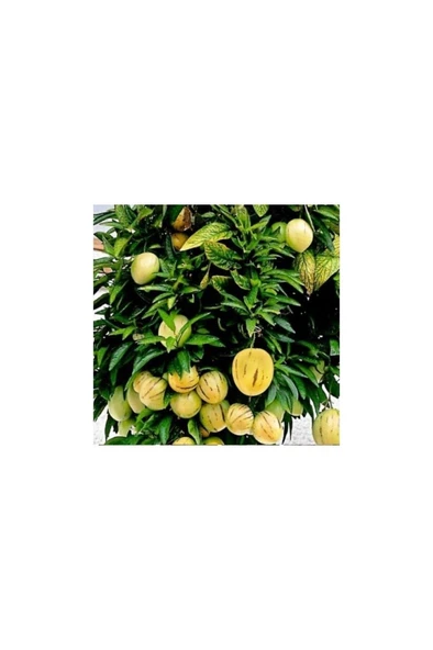 Pepino Fidanı Tüplü 1 Adet Ağaç Kavunu 10-20 cm ürün görseli