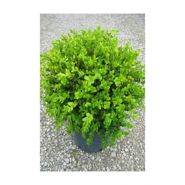 Şimşir Fidanı 20-40 Cm( Buxus Japonica Rococo ) - Resim 2