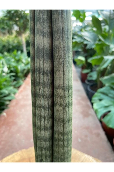 Sansevieria Cylindrica Paşa Kılıcı Fidanı 10-20 cm - Resim 2