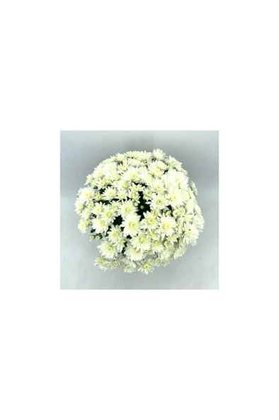 Kasımpatı Krizantem Chrysanthemum Beyaz 10-20 Cm - Resim 5