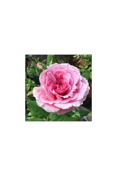 2 Adet Sarmaşık Gül Fidanı Isparta Gülü Fidanı 10-20 cm - Resim 4