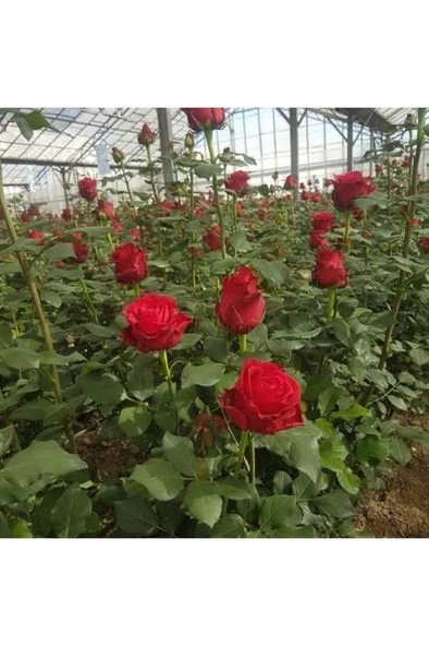 Kırmızı Gül Fidanı 10-20 cm ürün görseli
