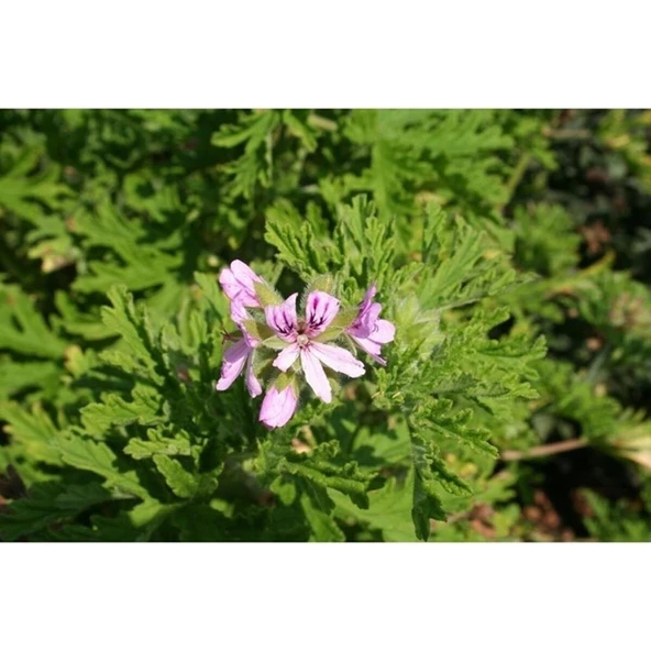 Saksılı Itır Çiçeği Mis Kokulu Gül Damlası Çiçeği 2 Adet 10-20 cm - Resim 4