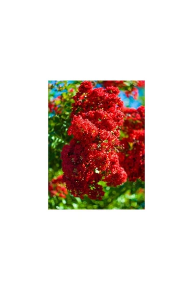 Kırmızı Renk Oya Ağacı Fidanı 30-60 cm - Resim 2