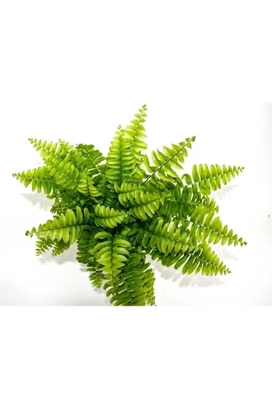 Fujer Aşk Merdiveni Nephrolepsis Exaltata 10-20 cm - Resim 5