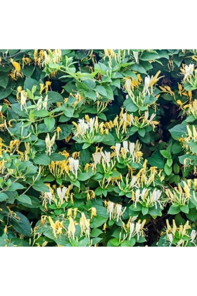 Yoğun Kokulu Hanımeli Fidanı 2 Adet 10-20 cm - Resim 2