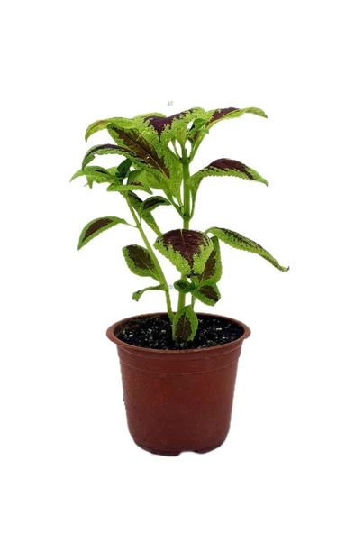 Yaprak Güzeli Fidanı Scarlet Coleus 10-20 cm - 3