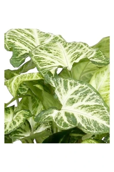 Melek Kanadı Iç Mekan Süs Bitkisi Syngonium Podophyllum 10-20 cm - 2