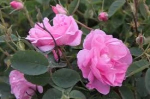 Kokulu Reçellik Pembe Isparta Gülü Fidanı 10-20 cm ürün görseli 1