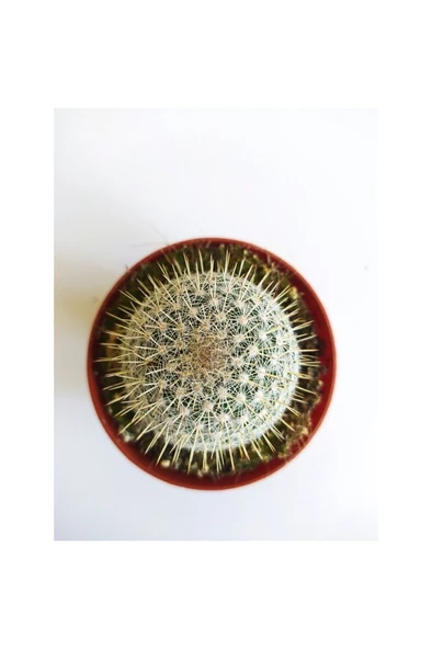 Kaktüs Beyaz Kaktüs Kaynana Topuzu 8,5'luk Saksıda 12CM - Resim 2