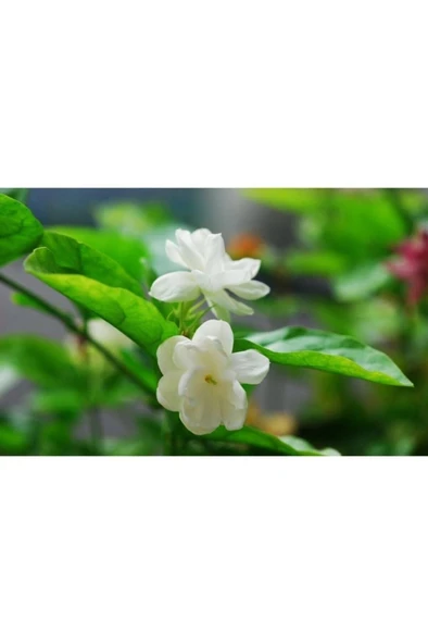 Yasemin Çiçeği Fidanı Beyaz 10-20 cm - Resim 4