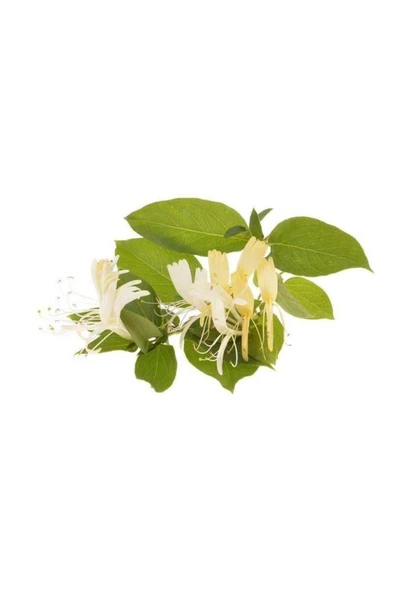 Lonicera Caprifolium (Hanımeli) Fidanı 10-20 cm - Resim 4