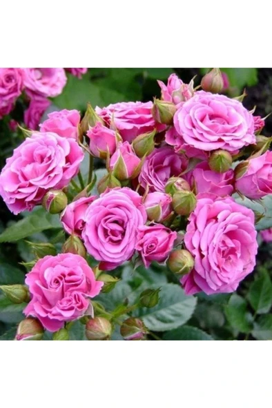 Pembe Yediveren Kokulu Gül Fidanı 1 Yaşında 10-20 cm ürün görseli 1