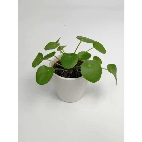 Baby Pilea ürün görseli
