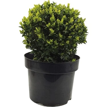 Şimşir Fidanı 20-40 Cm( Buxus Japonica Rococo ) - Resim 3