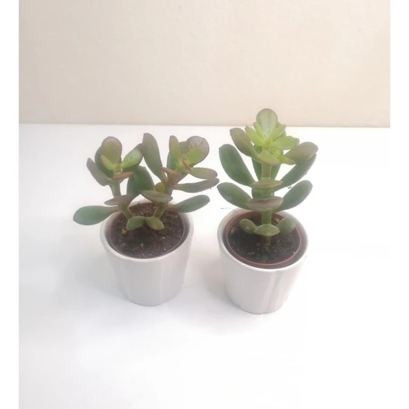 Para Çiçeği 2'li Crassula Ovata Sukulent 10-20 cm - Resim 3