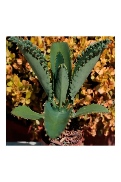 Aşkın Gözyaşı Çiçeği Fidanı (Kalanchoe Daigremontiana) 10-20 cm - 1