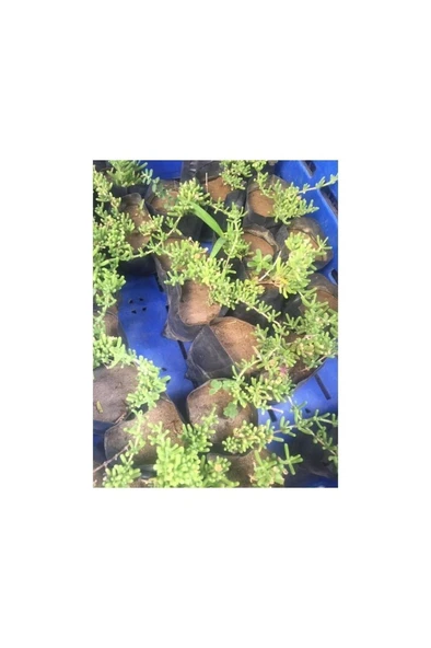 Acem Halısı Çiçeği Fidanı 10-20 cm - 2