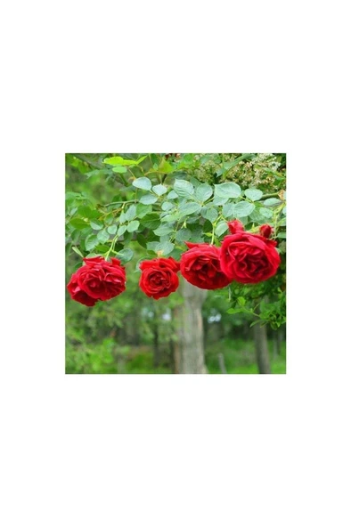 Yediveren Kırmızı Gül Fidanı Yediveren Red Rose 10-20 cm - Resim 2