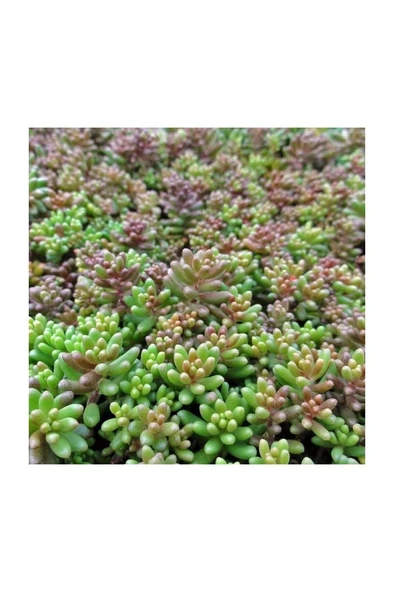 Kabristan Mezarlık Için 9 Lu Bitki Fidan Çiçek Seti 10-20 cm - Resim 3