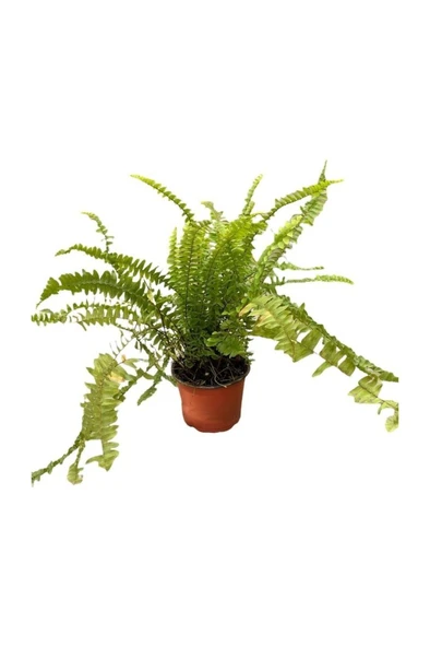 Aşk Merdiveni Fujer Nephrolepis Ev Bitkisi Ofis 10-20 cm ürün görseli