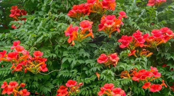 Acem Borusu Campsis Radicans Fidanı Somon 20-40 cm - Resim 3