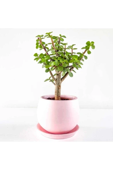 Para Çiçeği Fidesi Fidanı 10-20 cm - Resim 3