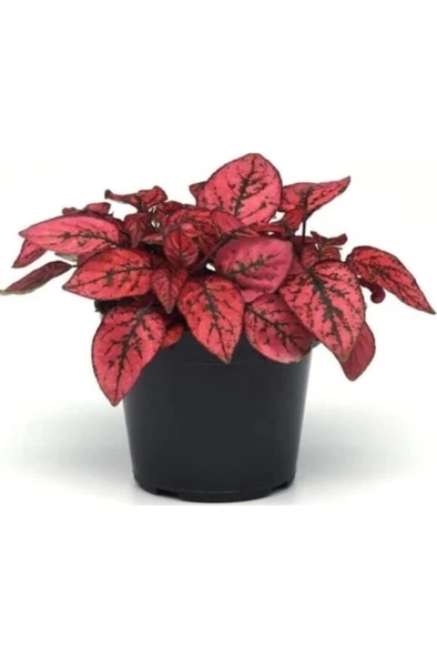 Hypoestes Hostes Fittonia Çiçeği Fidanı Çilli Kırmızı 10-20 cm - Resim 3