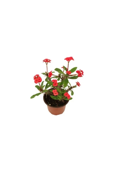 Euphorbia Milli Dikenler Tacı Kırmızı 10-20 Cm ürün görseli