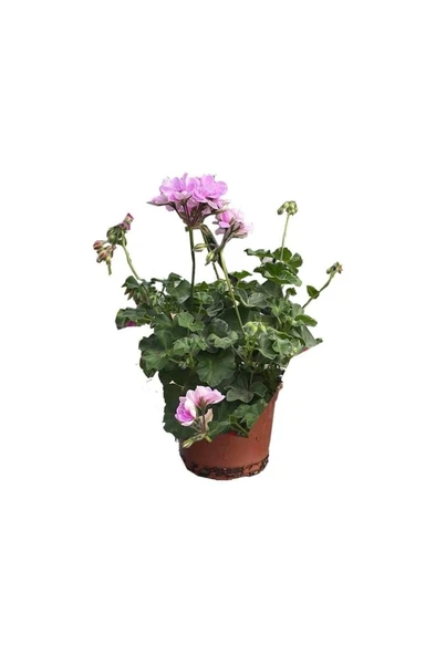 Sakız Sardunya Fidanı 10-20 cm ürün görseli