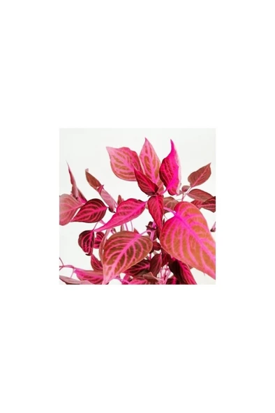 Saksılı Çingene Şalvarı Çiçeği 10-20 cm Iresine Herbstii - Resim 2