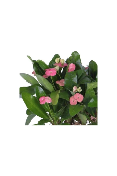 Hobi Ve Bahçe Dikenler Tacı (EUPHORBİA MİLİİ) 10-20 Cm - Resim 2