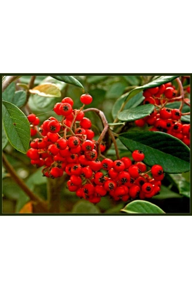 Ateş Dikeni Fidanı  30-60 cm - Resim 4