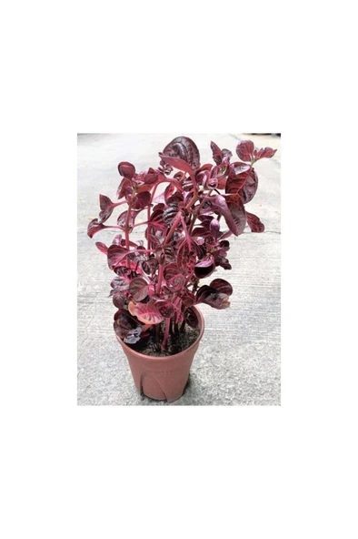 Saksılı Çingene Şalvarı Çiçeği 10-20 cm Iresine Herbstii ürün görseli