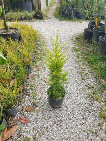 Limon Kokulu Limoni Servi 30-60 cm Tüplü Dış Mekan Bitkileri (Cupressus) - Resim 3