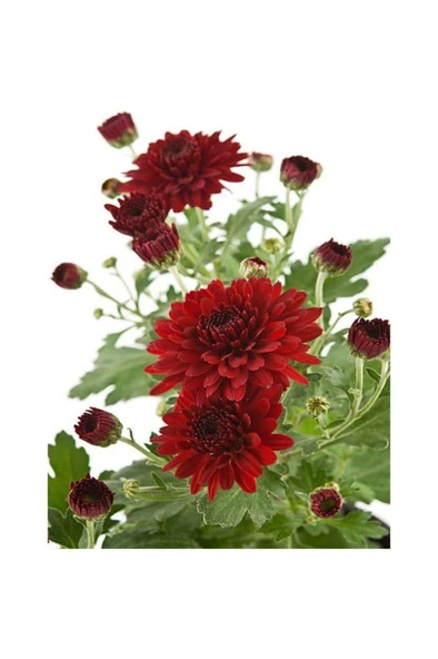 Kırmızı Renk Kasımpatı Çiçeği Fidanı 10-20 cm - Resim 2