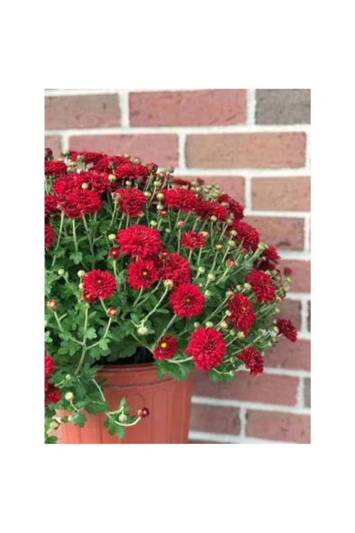 Kırmızı Renk Kasımpatı Çiçeği Fidanı 10-20 cm - Resim 3