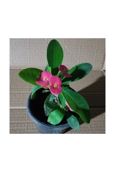 Kırmızı Euphorbia Milli / Dikenler Tacı Küçük Saksıda 10-20 cm - Resim 2