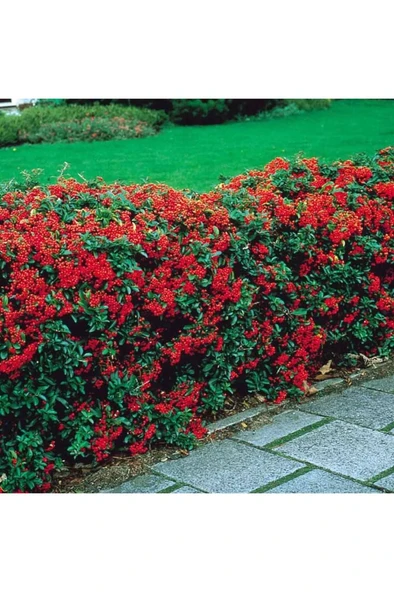 Ateş Dikeni Fidanı  30-60 cm - Resim 5